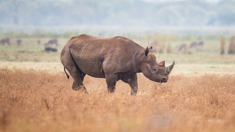 Undated handout photo issued by the Ministry of Defence (MOD) of a black rhino