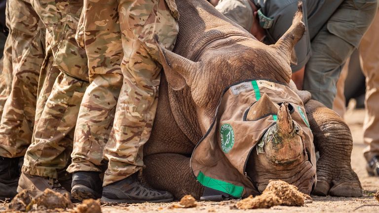 Undated handout photo issued by the Ministry of Defence (MOD) of a black rhino being transported to Malawi.