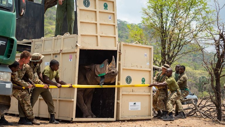 Undated handout photo issued by the Ministry of Defence (MOD) of a black rhino being transported to Malawi.