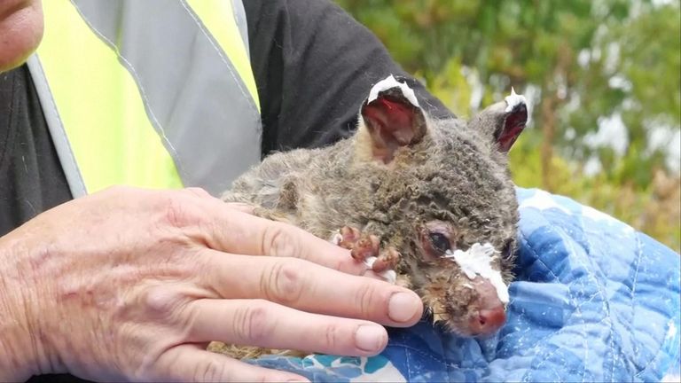  A singed and dehydrated brushtail possum with her baby in a pouch laps up water from a bowl held by a volunteer.