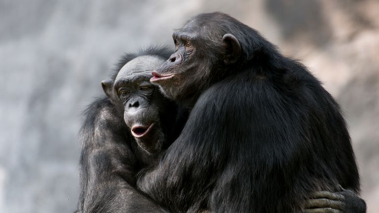 The responses of seven chimps to music were studied