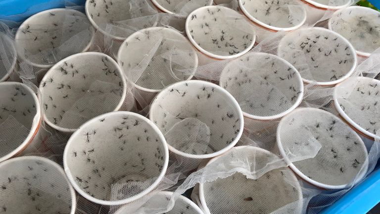 Mosquitoes infected with wolbachia waiting to be released