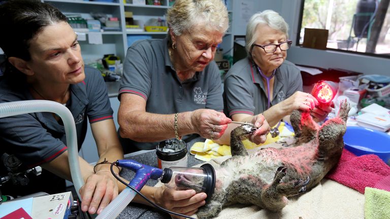 A koala is treated for burns after being rescued from a bushfire