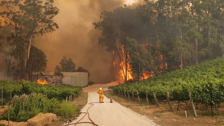 A firefighter looks after a koala caught up in the latest wildfires in Australia