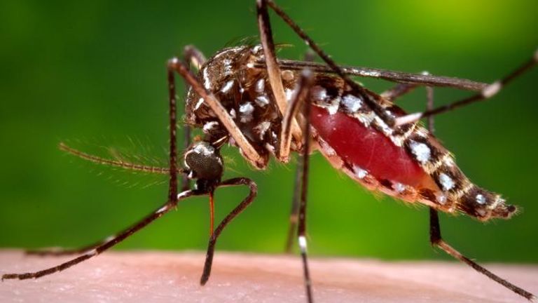 An Aedes aegypti mosquito. Pic: James Gathany/CDC