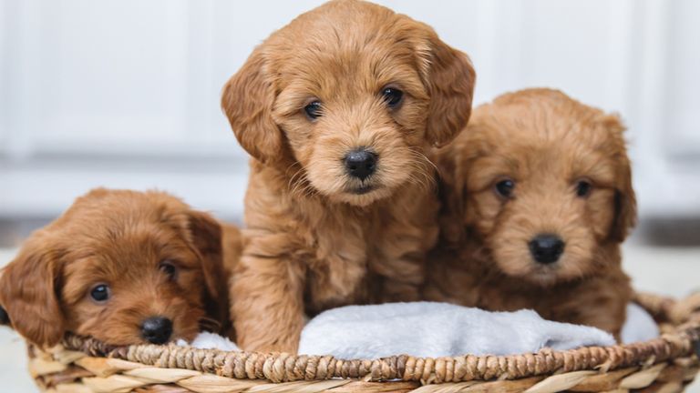 Pardon Gedragen Dubbelzinnig Pet shop puppies linked to spate of illnesses across US | UK News | Sky News