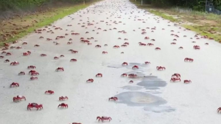 Red crabs swarm road on Christmas Island | World News | Sky News