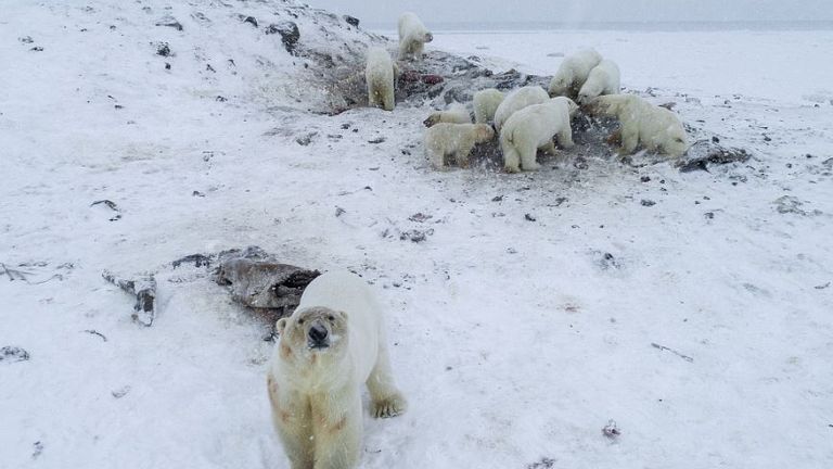 Polar bears have &#39;invaded&#39; a village in Russia © Maxim Dyominov / WWF-Russia