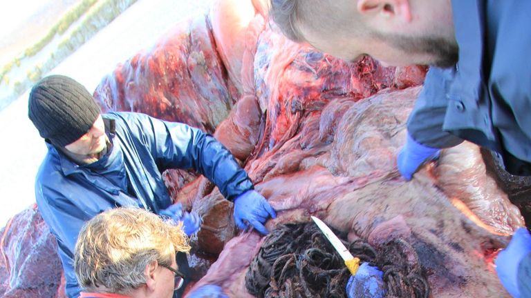 A necropsy found ropes and other marine debris inside the animal&#39;s stomach. Pic: @strandings