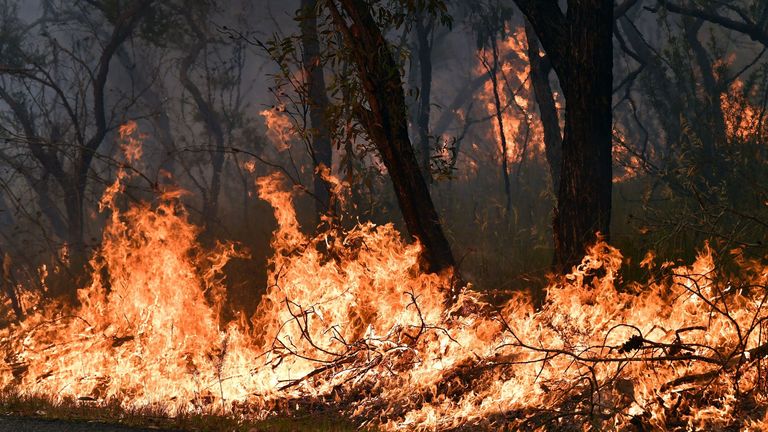 Australia fires: Sydney warned 'worst is yet to come' as smoke shrouds ...