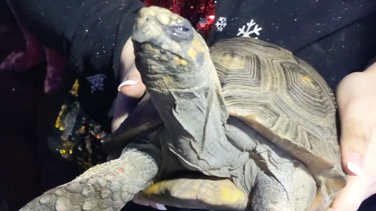 A 45-year-old tortoise, who was rescued from a house fire it started. Pic: Essex Country Fire and Rescue Service