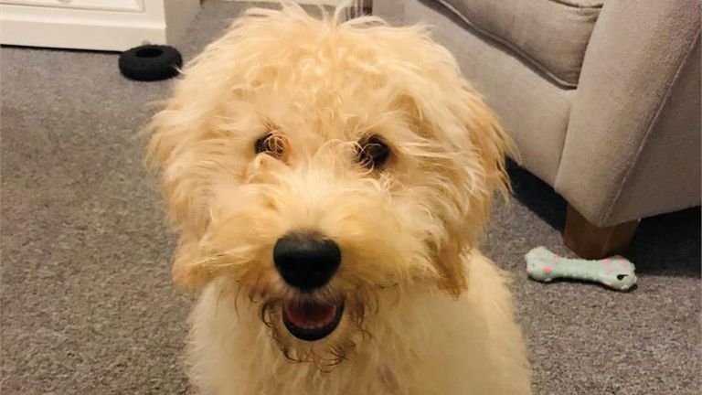 Waffle, a labradoodle puppy that was stolen at knifepoint while being walked by his female owner in the Belmont Road area of St Austell 