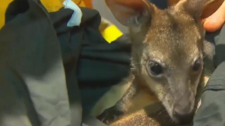 A wallaby has been saved by firefighters in Bilpin, New South Wales, as Australian bushfires continue to rage.
