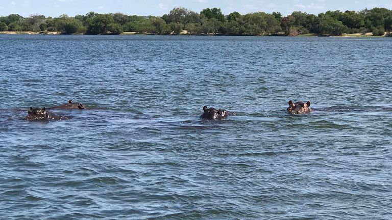 Hippos come to the surface during a drought in Zambia