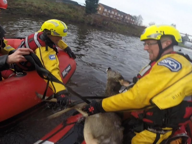 Christмas cheer for stranded deer after daring river rescυe | Offbeat News  | Sky News