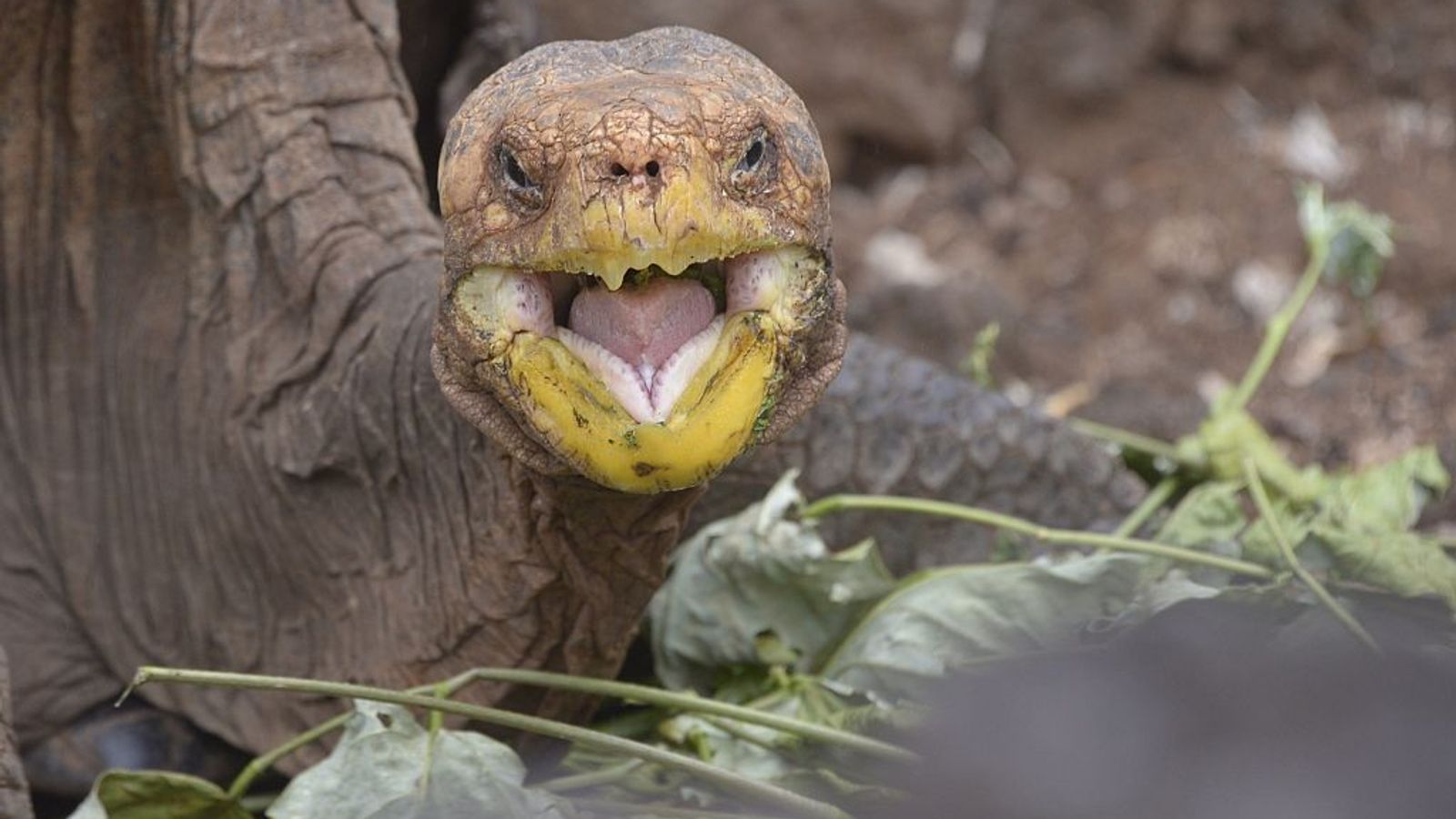 This Is The Tortoise Whose Sex Drive Saved His Species Science And Tech News Sky News 