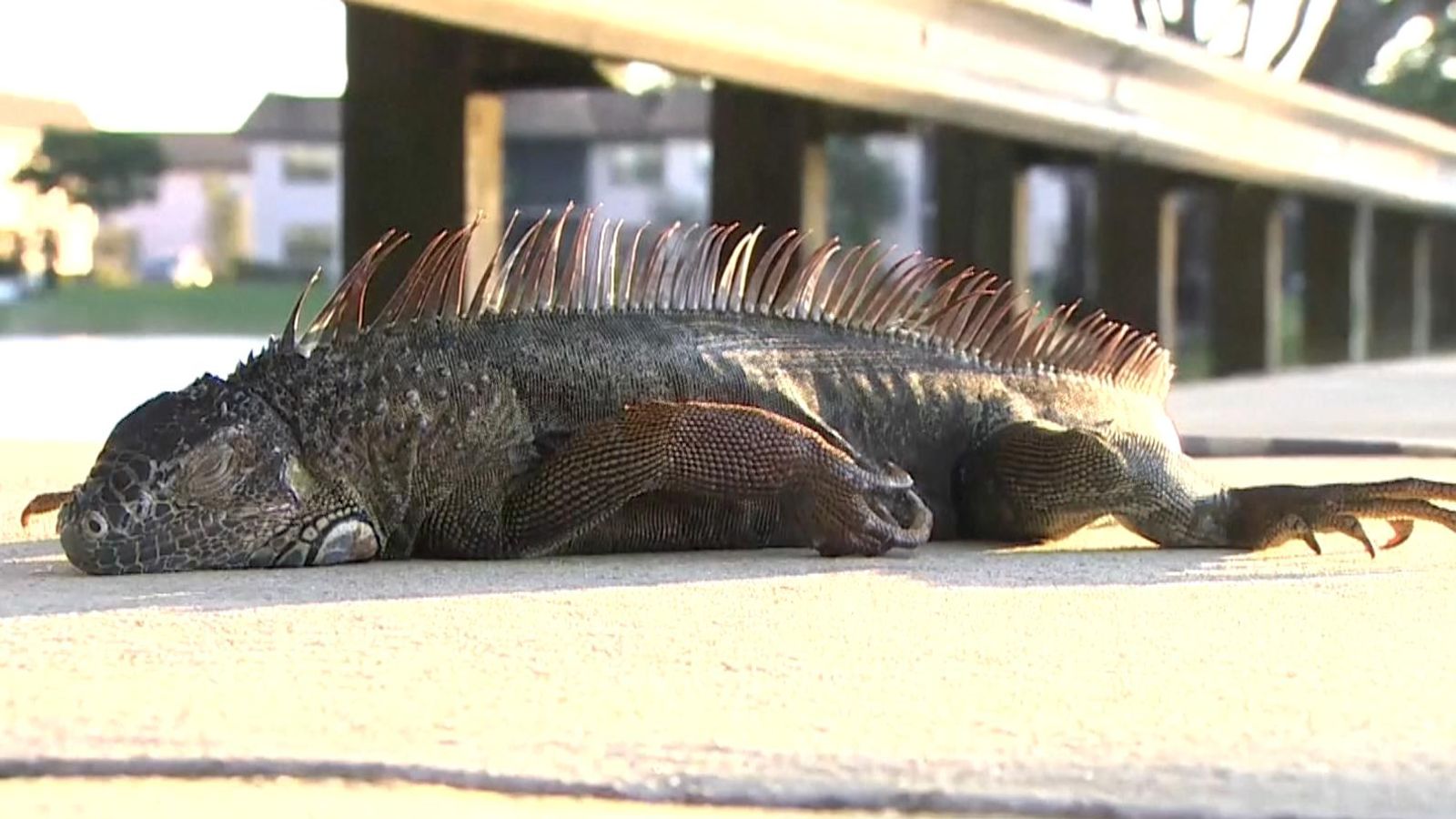 Frozen iguanas fall from trees as temperatures drop in Florida | US News | Sky News