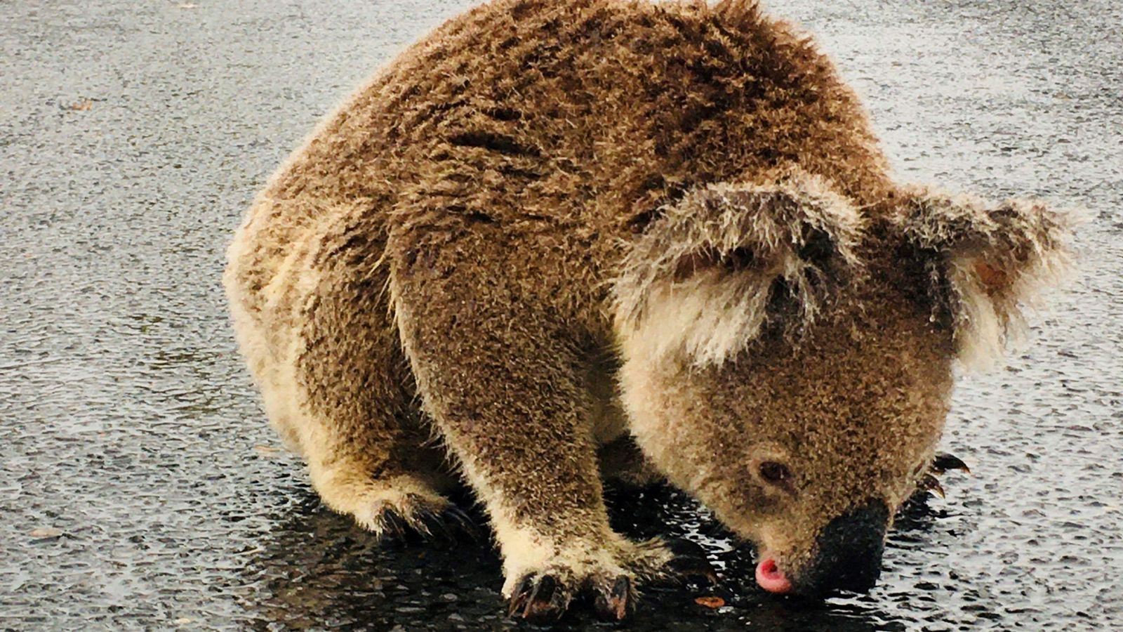 Severe floods hit Australia after devastating bushfires