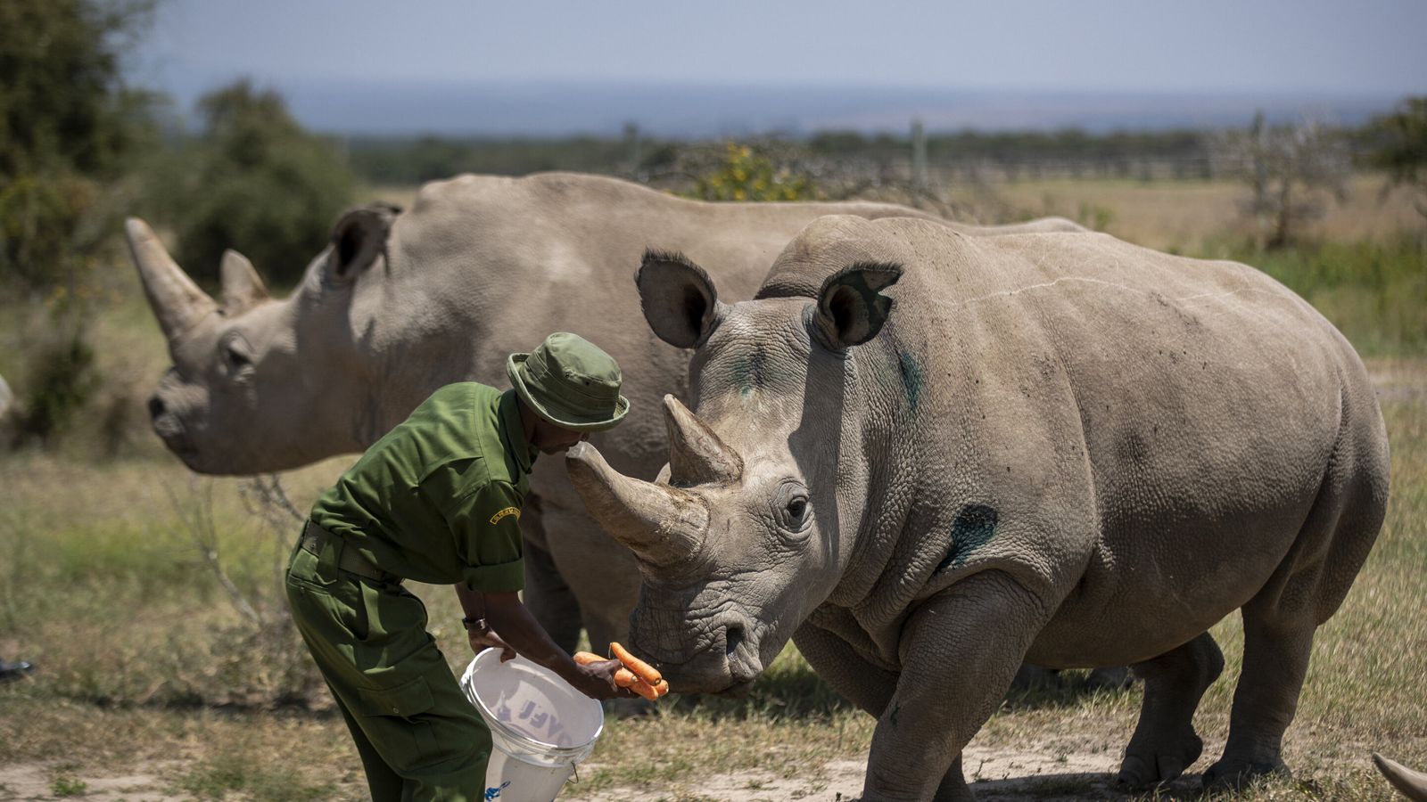 Scientists create new embryo of nearly extinct rhino Science & Tech