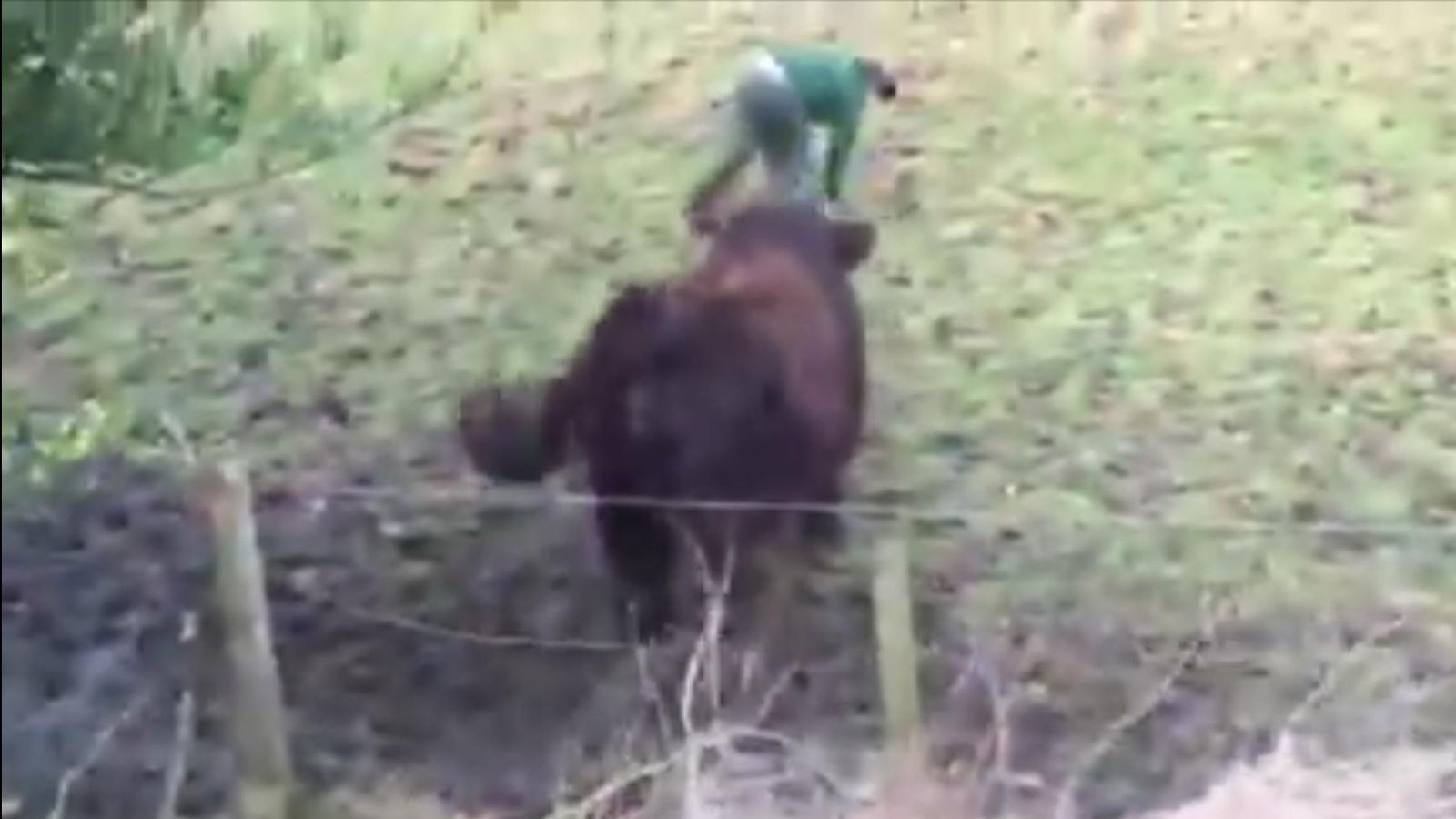 Cow mooves on after disrupting trains | News UK Video News | Sky News