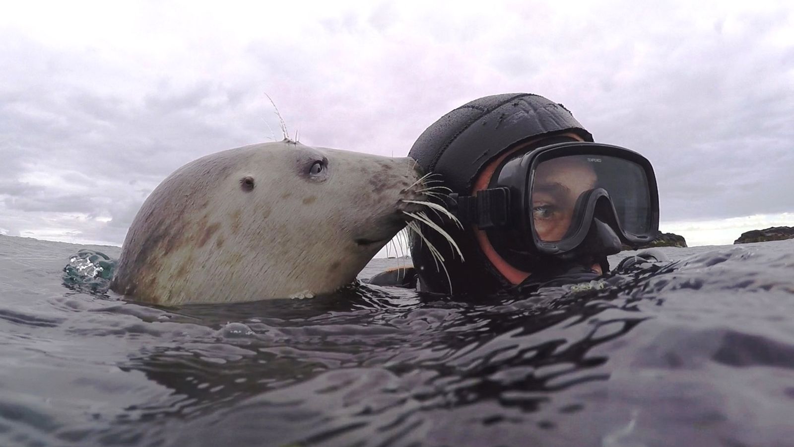 Grey seal filmed clapping under water for the first time Science