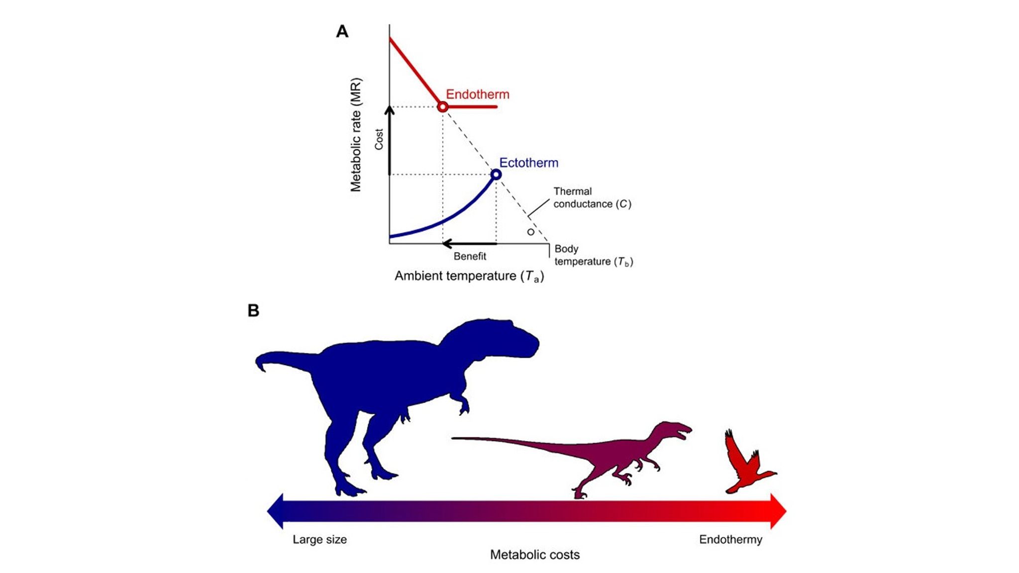 Dinosaurs Shrank To Keep Warm As They Evolved Into Birds | Science ...