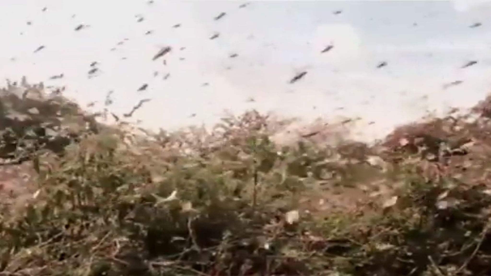Locust swarms UN says 13 million people in East Africa could face food