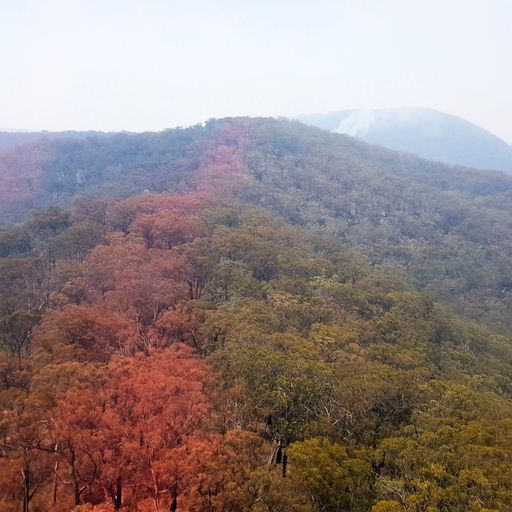 Australia bushfire: Critically endangered Wollemi Pines saved in 'secret mission'