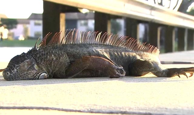 Frozen iguanas fall from trees as temperatures drop in Florida