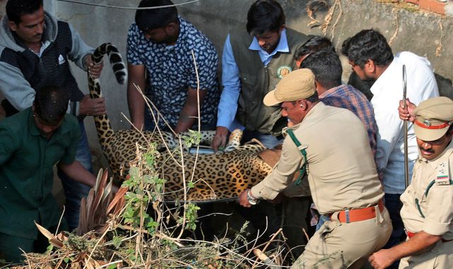 Leopard spotted running into house in India rescued by wildlife experts