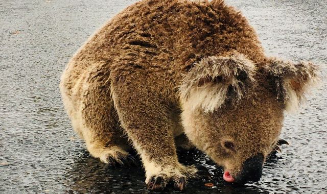 Australia wildfires: Floods follows flames as warnings put in place