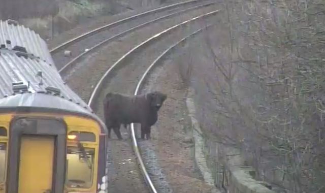 Udder chaos: Cow on the railway sparks rush-hour delays in Scotland
