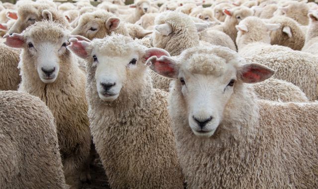 Sheep rustling rise could threaten human health as rural crime increases during coronavirus pandemic