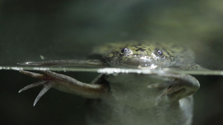 The robots are based on the African clawed frog. File pic