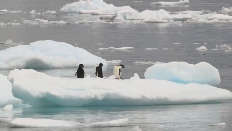 A quantidade de plástico está colocando a vida na Antártica sob ainda mais estresse