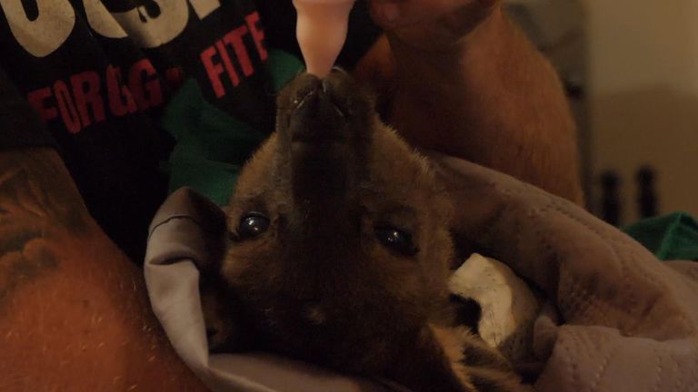Orphaned joeys are fed with special formula milk several times a day