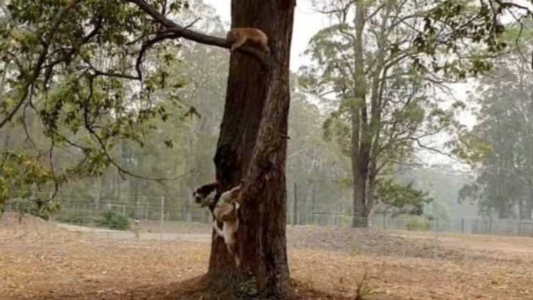 Taylor finds the marsupials by sniffing out their fur or faeces 