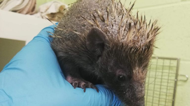 Ratty was rescued by a centre in Scotland