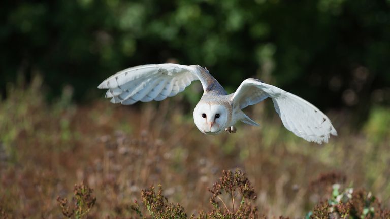 Wildlife including barn owls could be impacted by the project