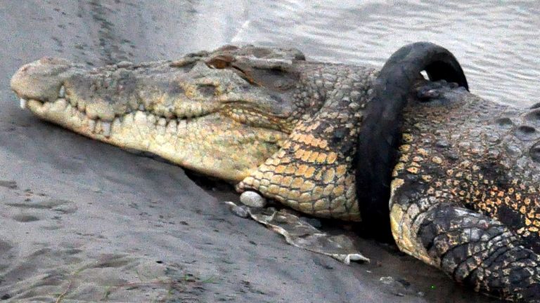 crocodile with a tyre stuck on its neck