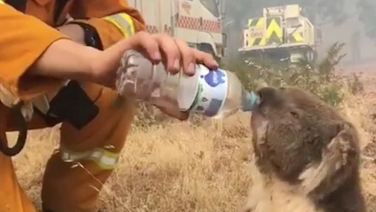 A koala drinks water offered from a bottle by a firefighter during bushfires in Cudlee Creek, South Australia, December 22, 2019. OAKBANK BALHANNAH CFS/via REUTERS