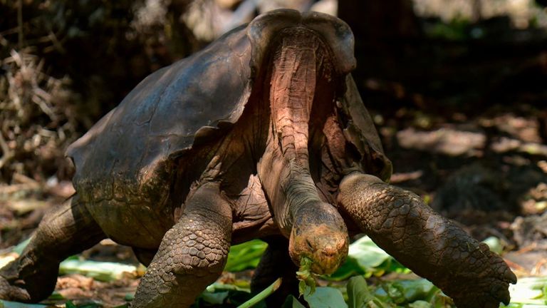 Diego, a tortoise of the endangered Chelonoidis hoodensis subspecies from Espanola Island, is seen in a breeding centre at the Galapagos National Park on Santa Cruz Island in the Galapagos archipelago, located some 1,000 km off Ecuador&#39;s coast, on February 27, 2019. - Diego, a Galapagos giant tortoise, has fathered an estimated 800 offspring, almost single-handedly rebuilding the species&#39; population on their native island, Espanola, the southernmost in the Galapagos Archipelago. (Photo by RODRIG