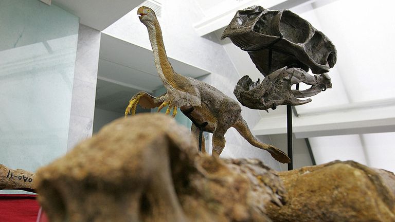 Beijing, CHINA: Fossilized bones of a gigantic theropod dinosaur, Gigantorraptor erlianensis are displayed for the media in Beijing, 13 June 2007, after the remains of a gigantic, surprisingly bird-like dinosaur was uncovered in Inner Mongolia, China. The animal, which lived in the Late Cretaceous period (about 70-million years ago), is thought to have had a body mass of about 1,400-kilograms, which is surprising as most theories suggest that carnivorous dinosaurs got smaller as they got more bi