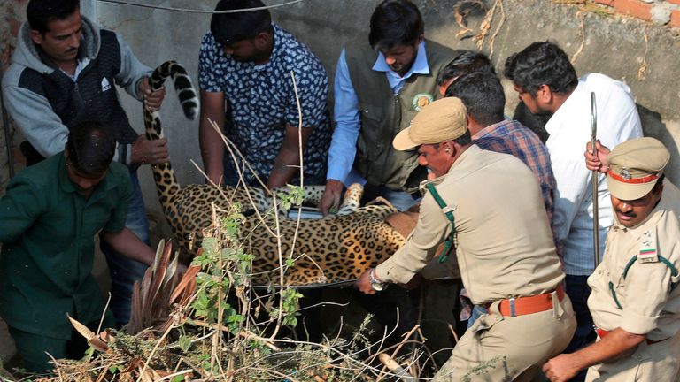 The big cat is believed to have come from the nearby Kamdanam forest