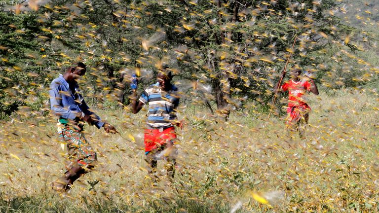 Locusts in Kenya