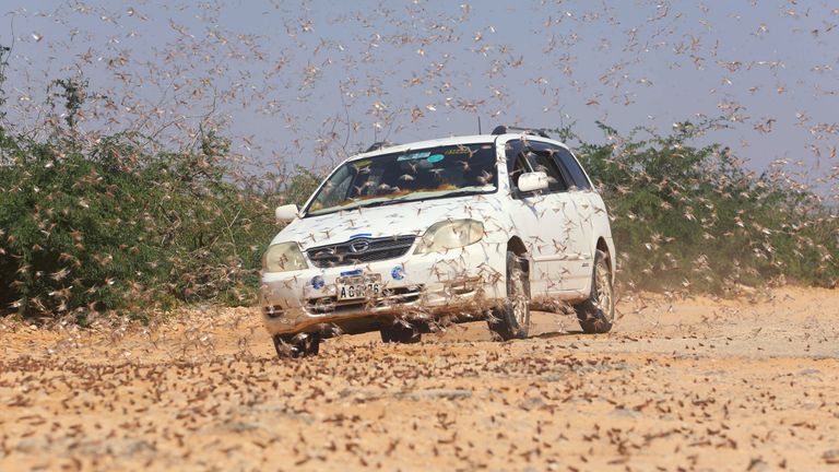 A motorist drives through locusts in Somalia in December
