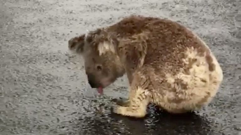 A koala licks rainwater off a road near Moree, New South Wales, Australia in this January 16, 2020 picture...