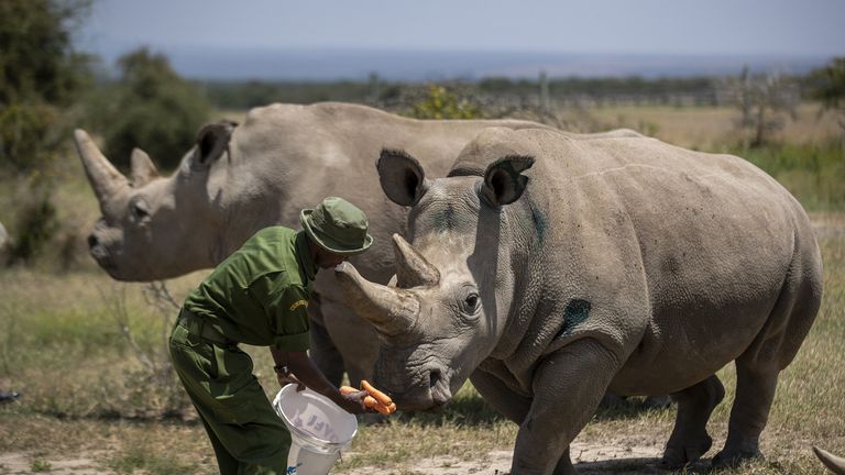 Scientists create new embryo of nearly extinct rhino | Science & Tech