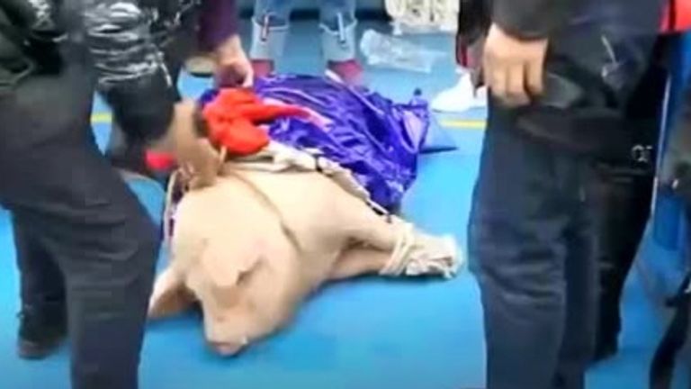 The theme park in China forced the pig to jump. Pic: Shine