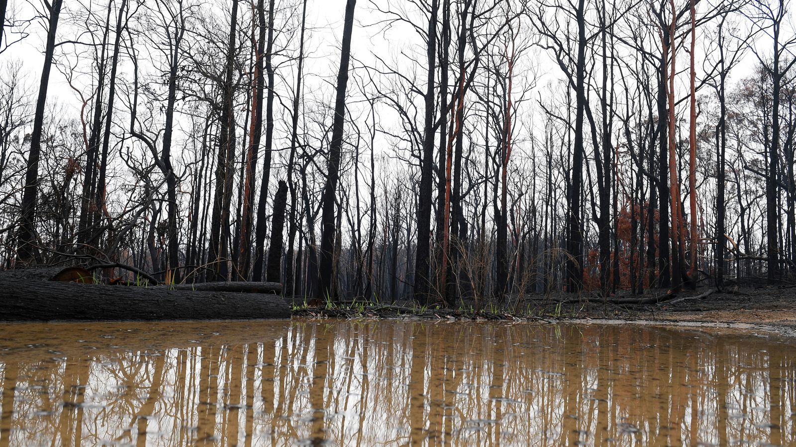 Australia Bushfires Biggest Rainfall In 20 Years Delivers Much Needed